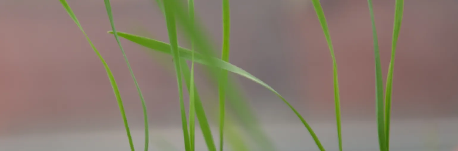 Wheat seedlings